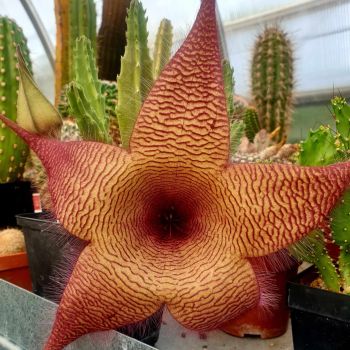 Stapelia gigantea